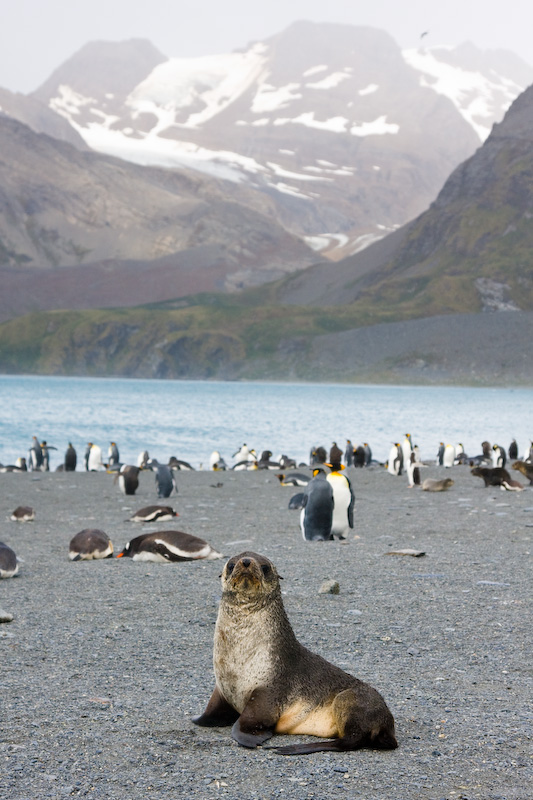 Antarctic Fur Seal And King Penguins On Beach